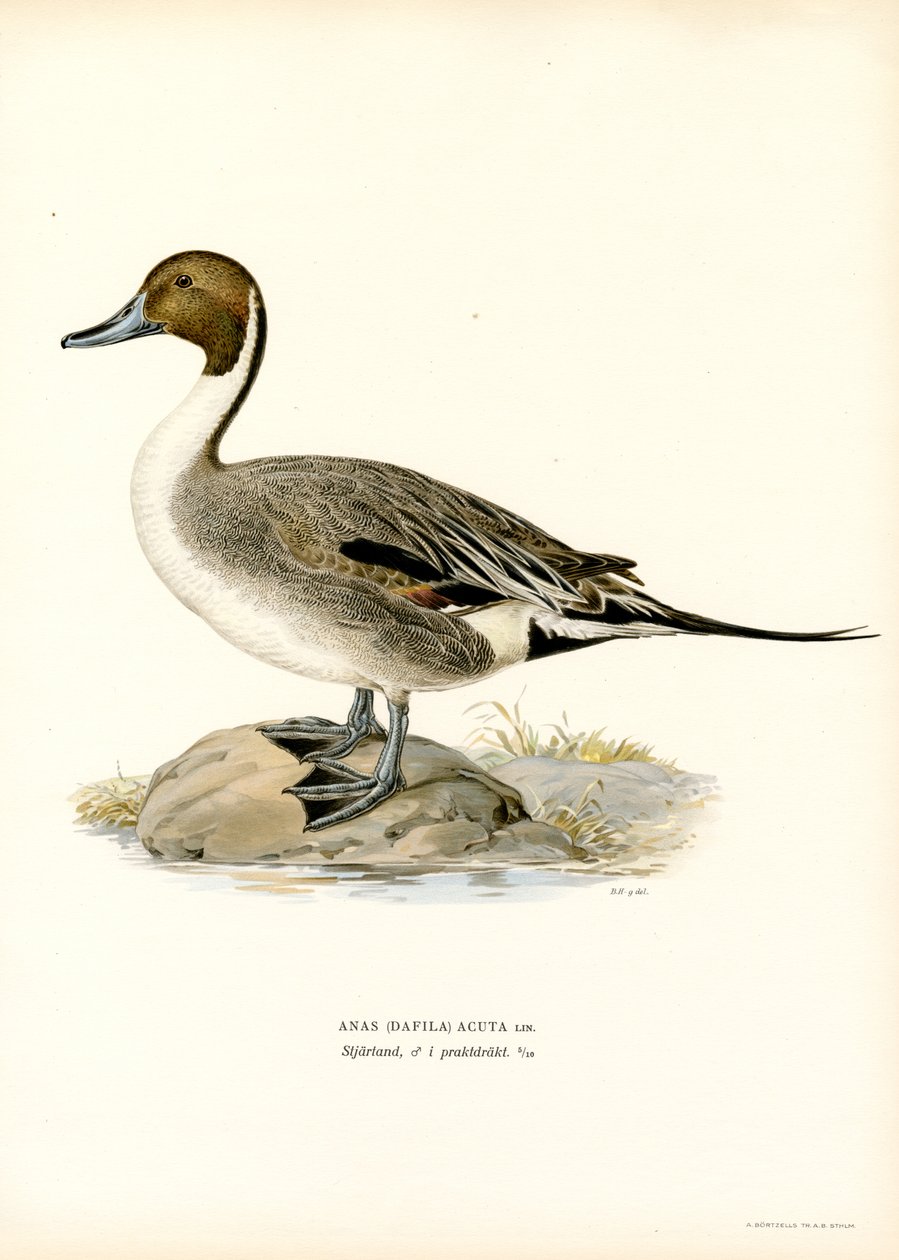 Northern Pintail (farge litho) av Magnus Ferdinand and Wilhelm von Wright