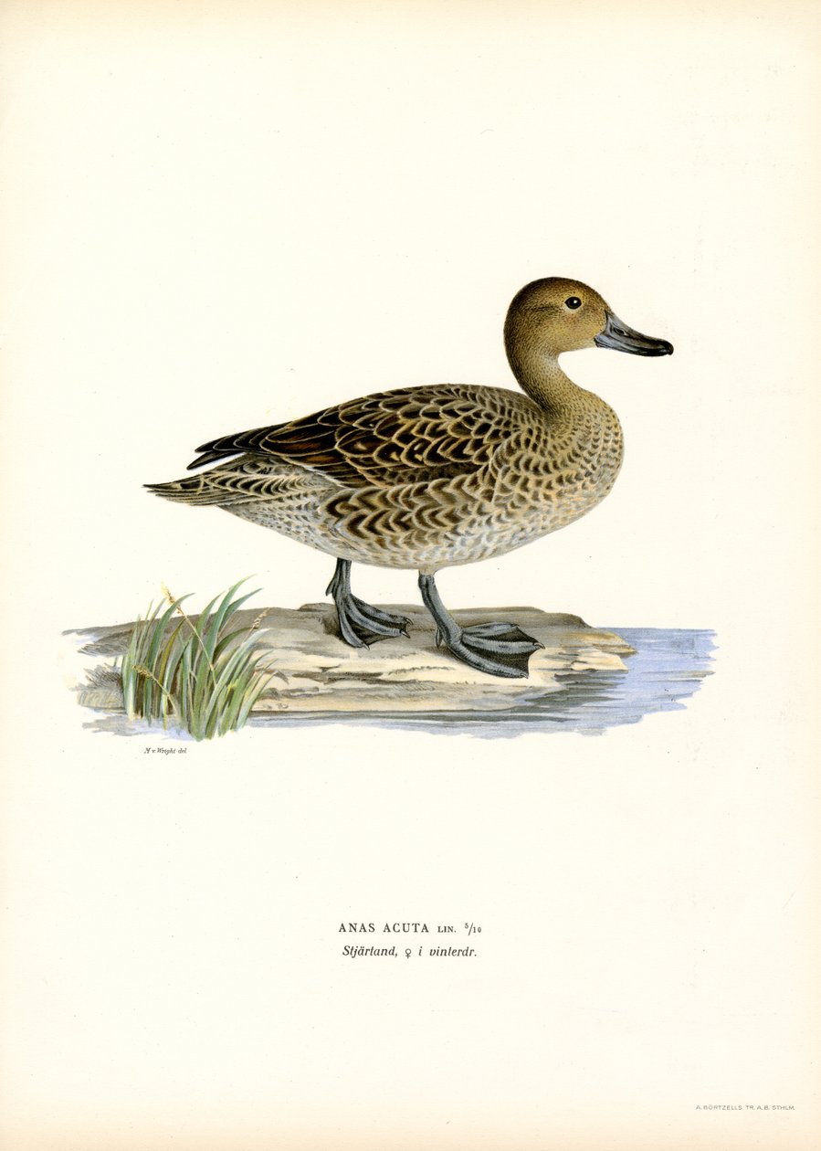 Northern Pintail (farge litho) av Magnus Ferdinand and Wilhelm von Wright