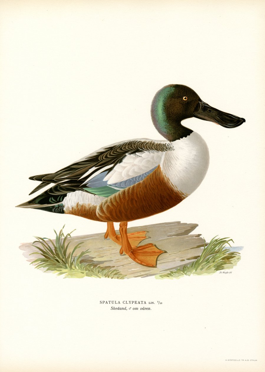 Northern Shoveler (farge litho) av Magnus Ferdinand and Wilhelm von Wright
