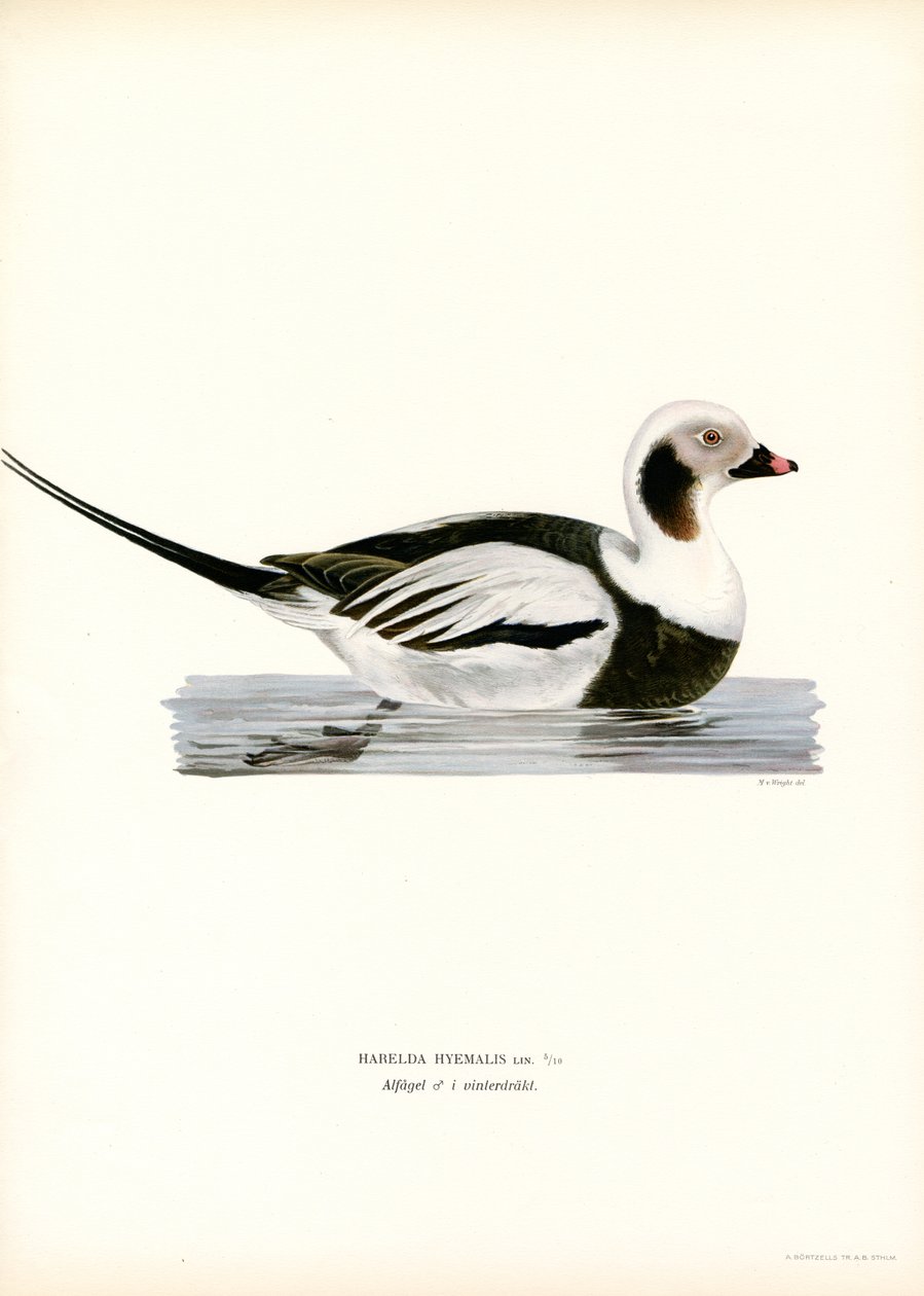 Oldsquaw Duck (farge litho) av Magnus Ferdinand and Wilhelm von Wright