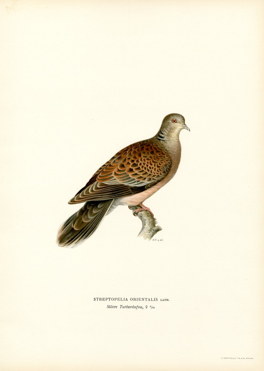 Orientalsk turteldue (farge litho) av Magnus Ferdinand and Wilhelm von Wright