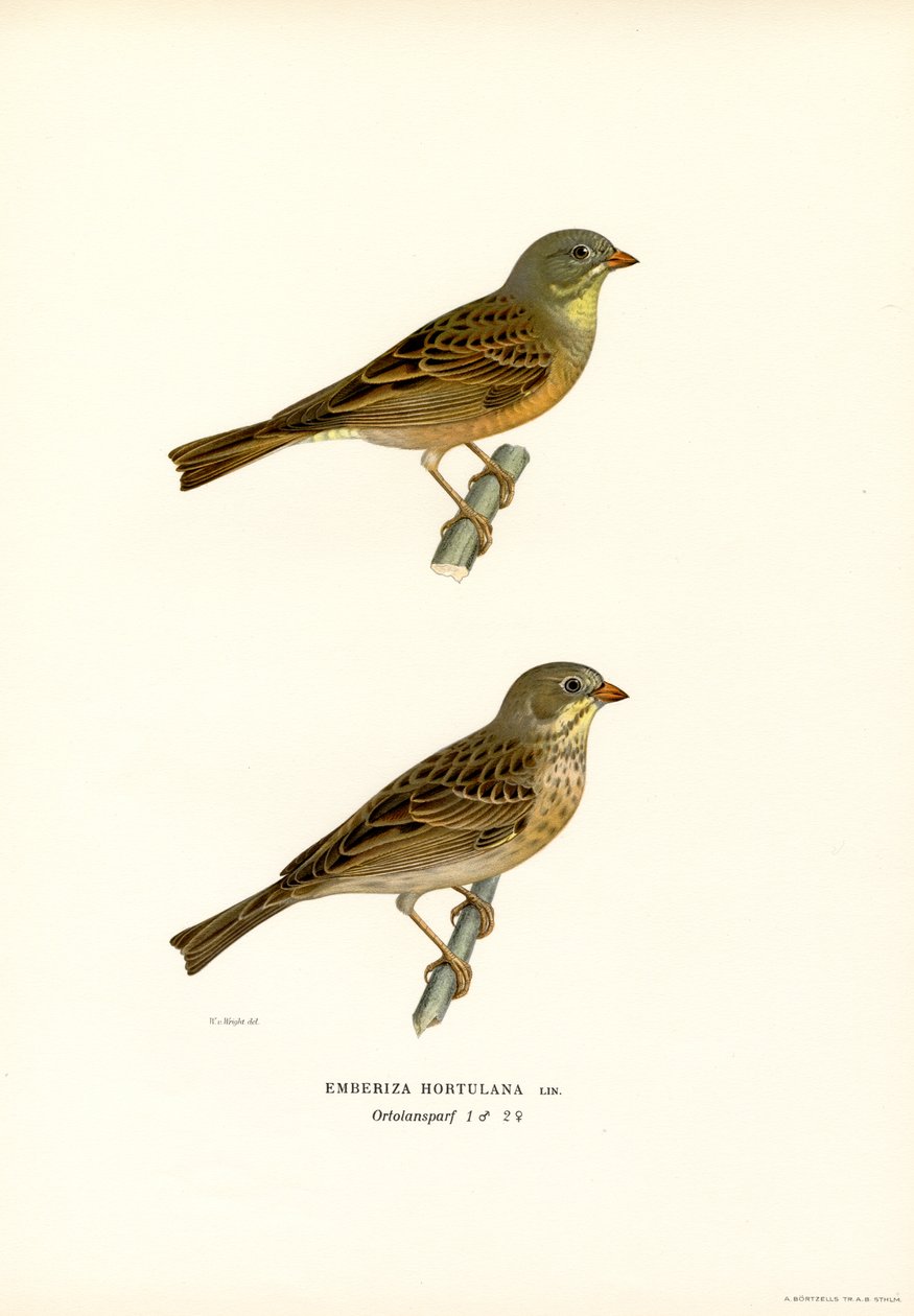 Ortolan Bunting (farge litho) av Magnus Ferdinand and Wilhelm von Wright