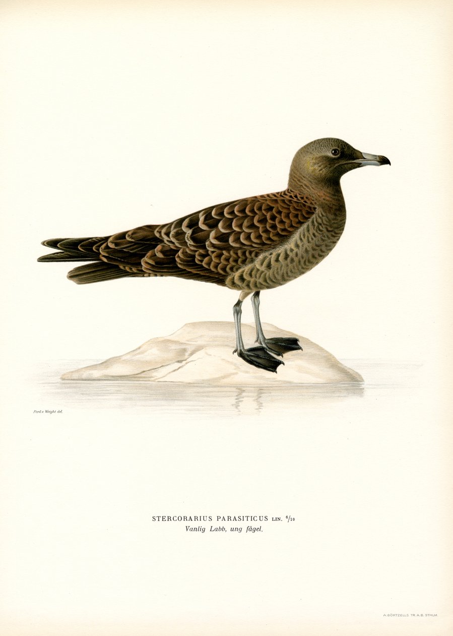 Parasittisk Jaeger (farge litho) av Magnus Ferdinand and Wilhelm von Wright