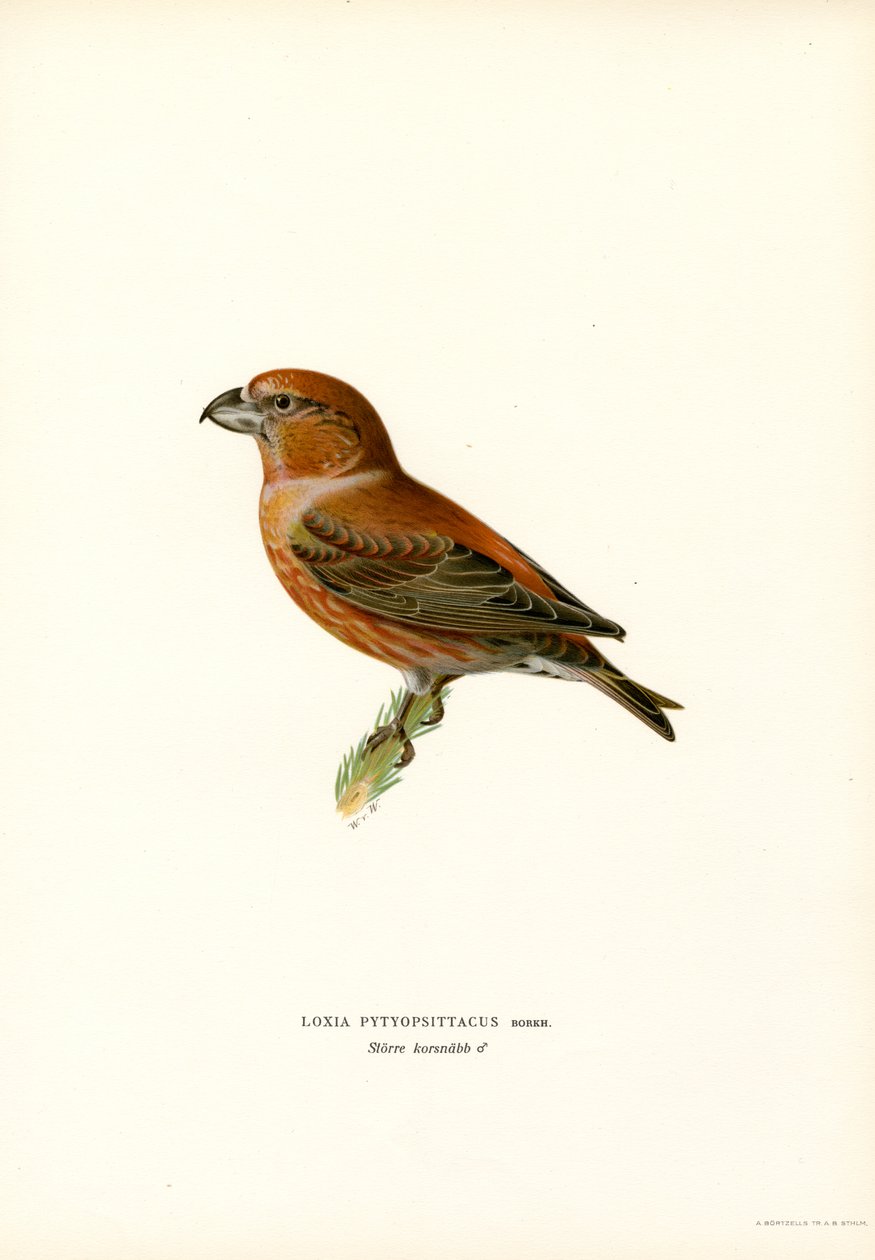 Papegøyekorsnebb (farge litho) av Magnus Ferdinand and Wilhelm von Wright