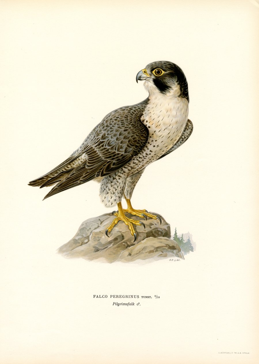 vandrefalk (farge litho) av Magnus Ferdinand and Wilhelm von Wright