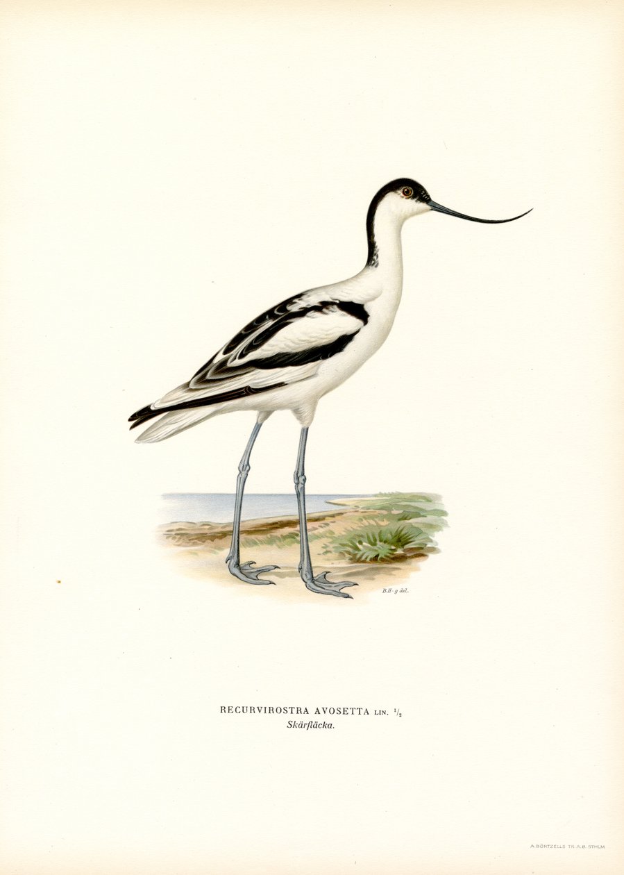 Pied Avocet (farge litho) av Magnus Ferdinand and Wilhelm von Wright