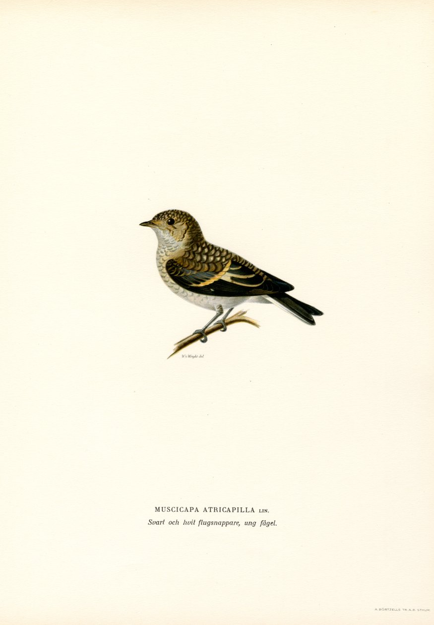 Pied Fluesnapper (farge litho) av Magnus Ferdinand and Wilhelm von Wright