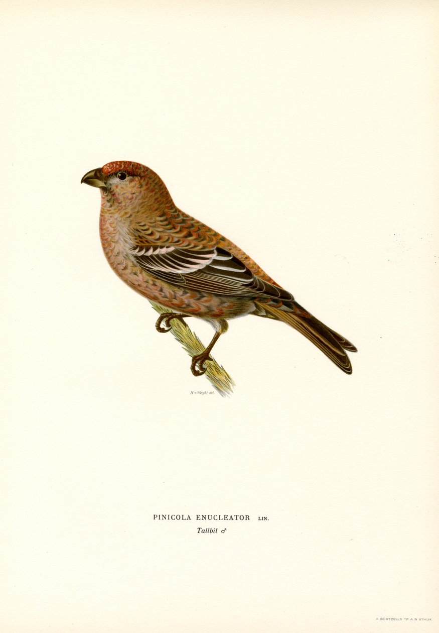 Furu Bullfinch (farge litho) av Magnus Ferdinand and Wilhelm von Wright