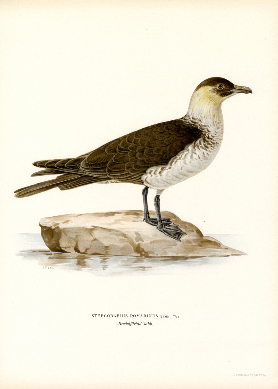 Pomarin Skua (farge litho) av Magnus Ferdinand and Wilhelm von Wright