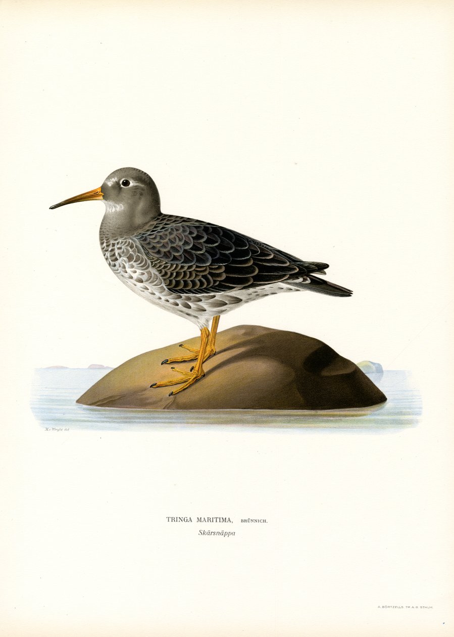 Lilla Sandpiper (farge litho) av Magnus Ferdinand and Wilhelm von Wright