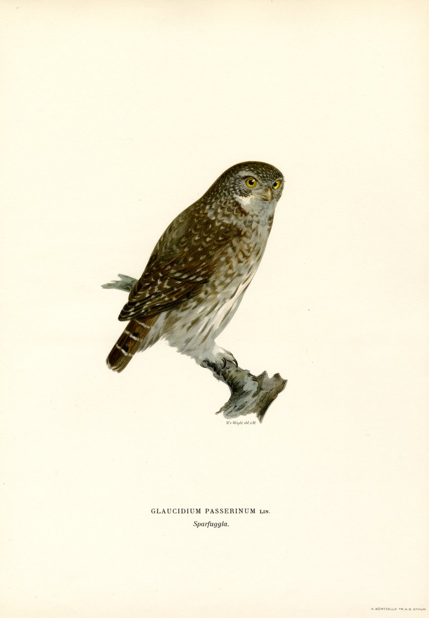 Pygmy Owl (farge litho) av Magnus Ferdinand and Wilhelm von Wright