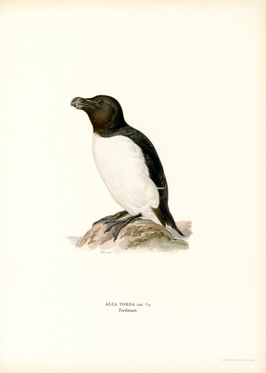 alk (farge litho) av Magnus Ferdinand and Wilhelm von Wright