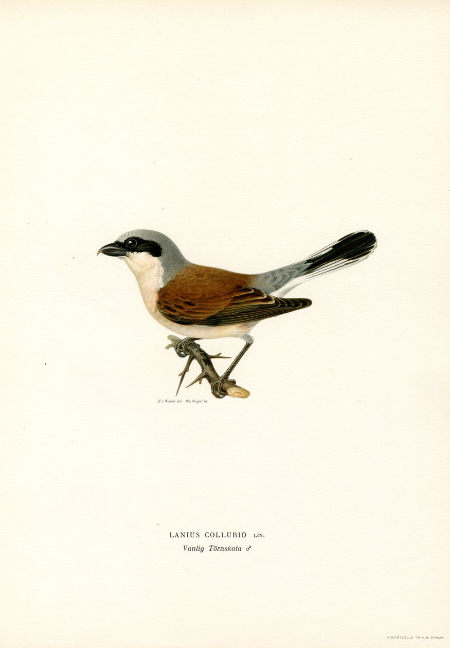 Rødrygget Shrike (farge litho) av Magnus Ferdinand and Wilhelm von Wright