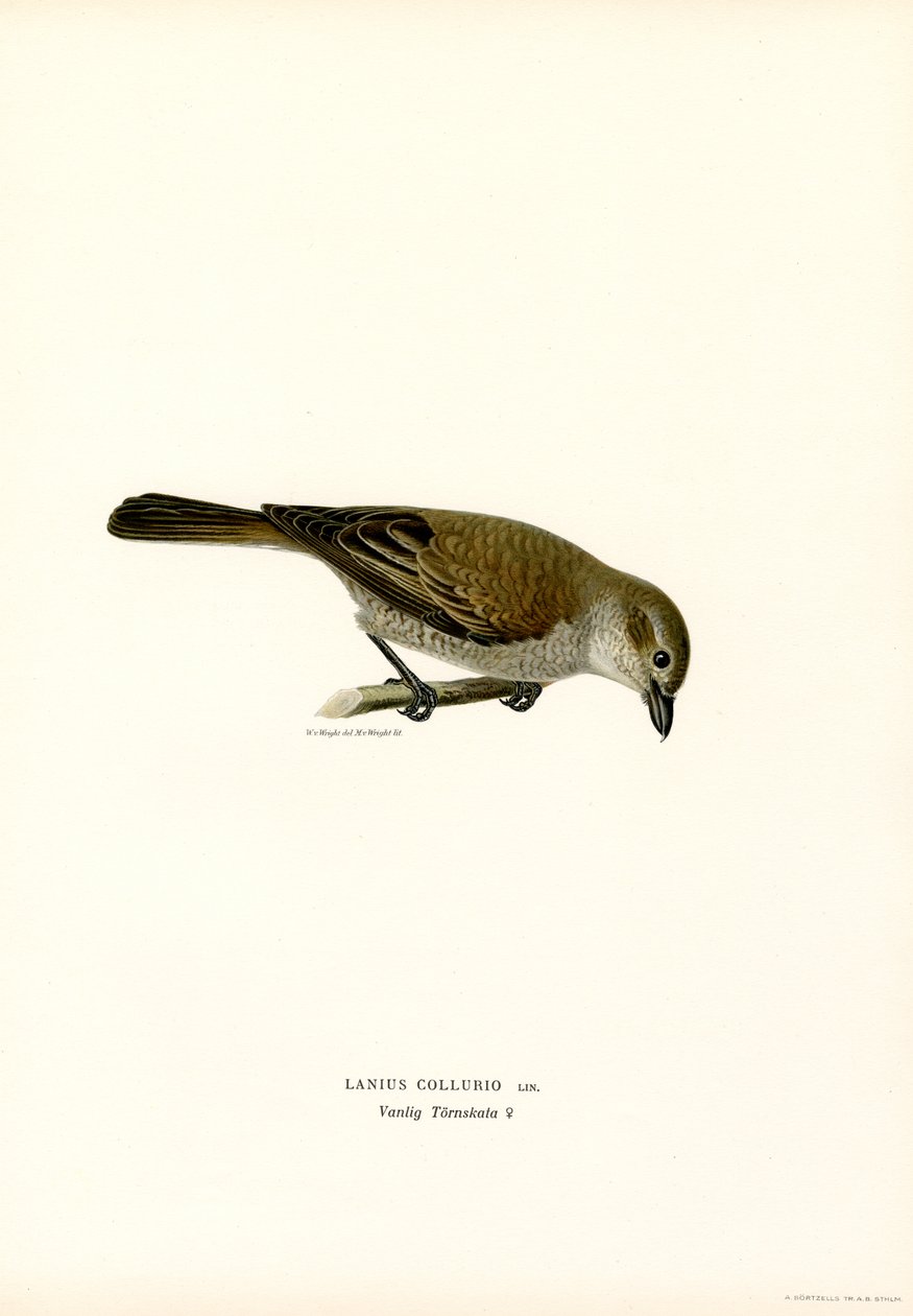 Rødrygget Shrike (farge litho) av Magnus Ferdinand and Wilhelm von Wright
