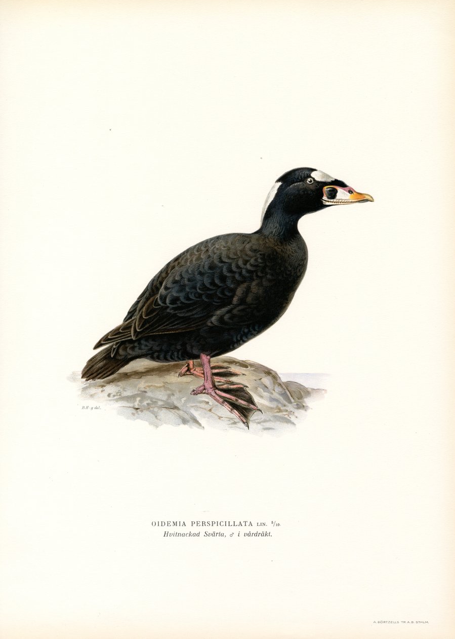Rødnebbsnebb (farge litho) av Magnus Ferdinand and Wilhelm von Wright