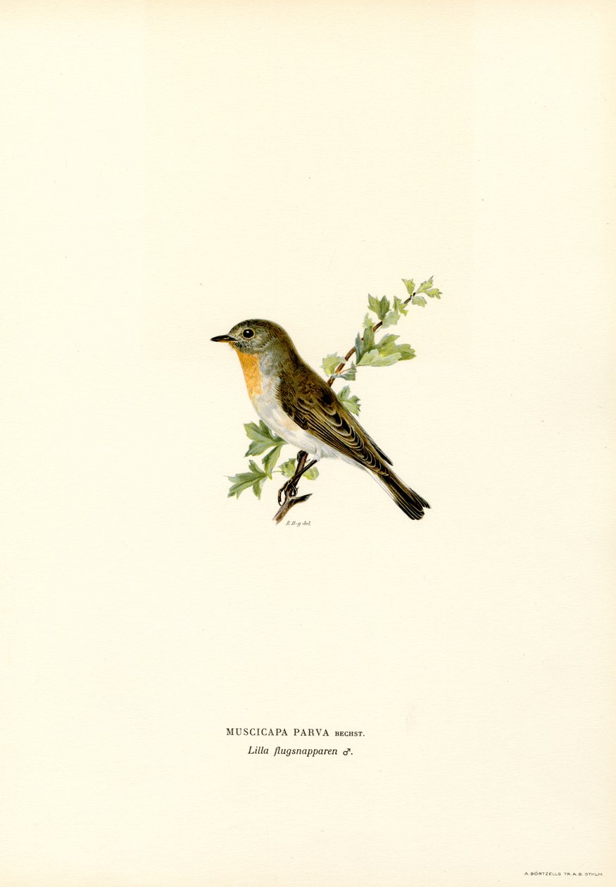 Rødbrystet fluesnapper (farge litho) av Magnus Ferdinand and Wilhelm von Wright