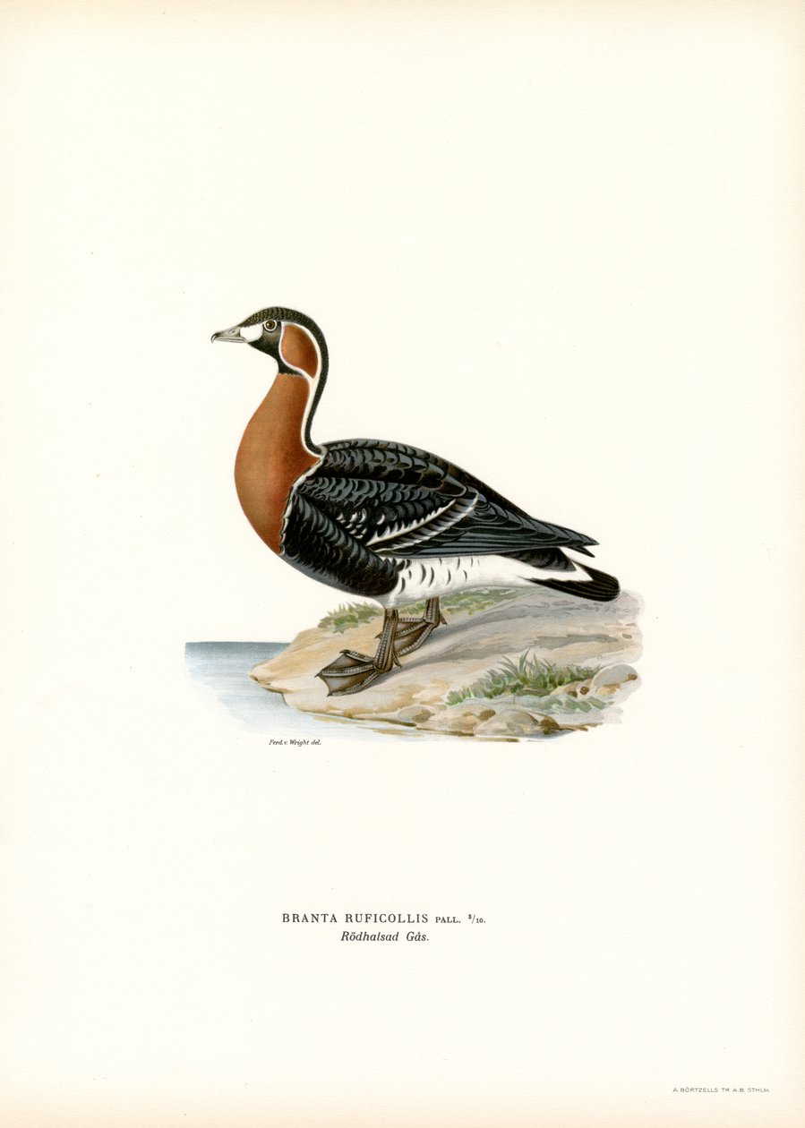Rødbrystet gås (farge litho) av Magnus Ferdinand and Wilhelm von Wright
