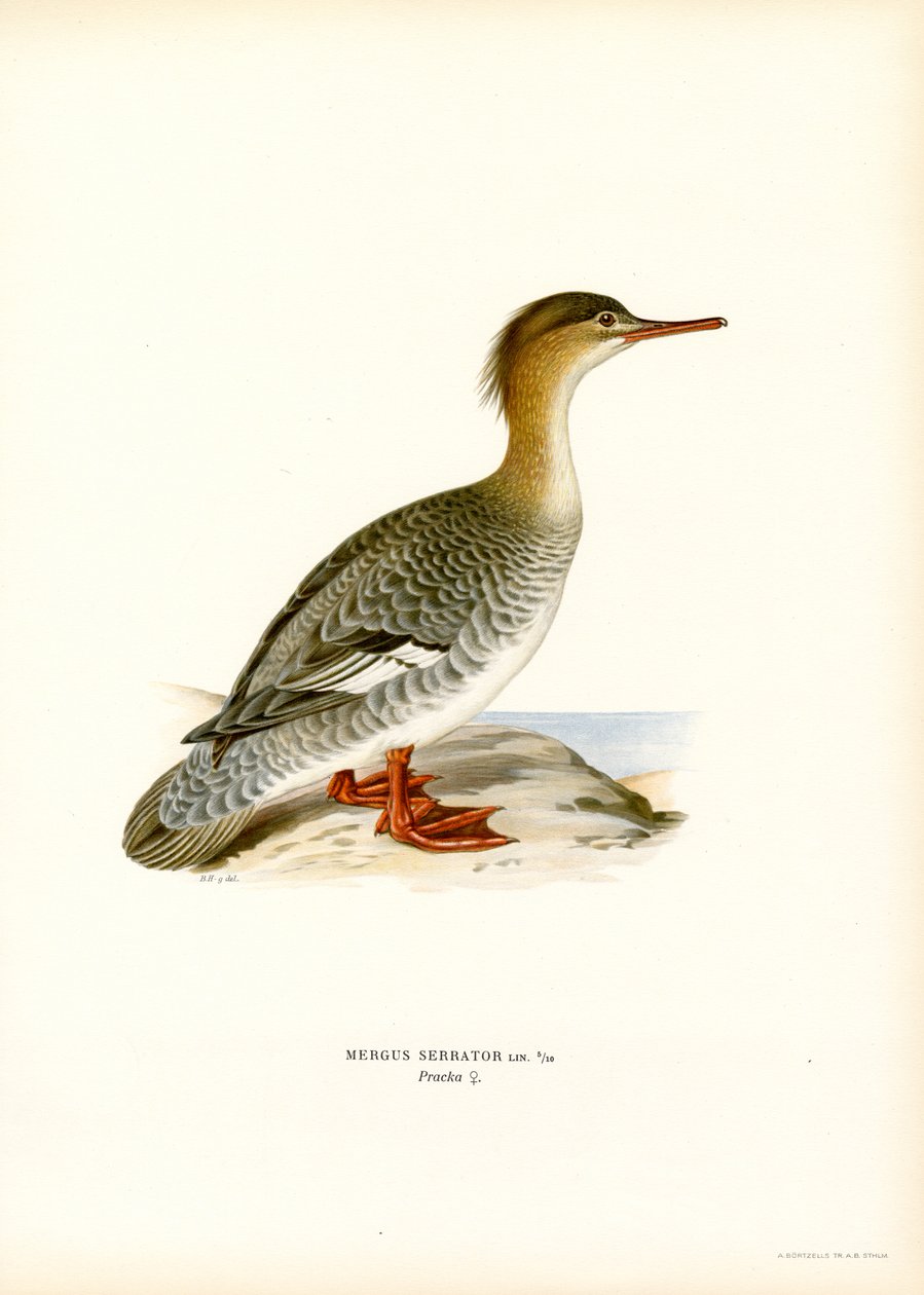Rødbryst Merganser (farge litho) av Magnus Ferdinand and Wilhelm von Wright