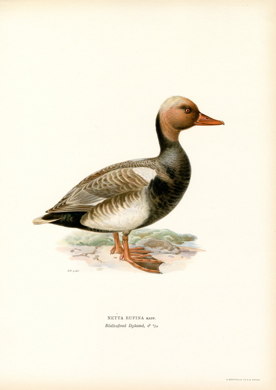 Rød-crested Duck (farge litho) av Magnus Ferdinand and Wilhelm von Wright