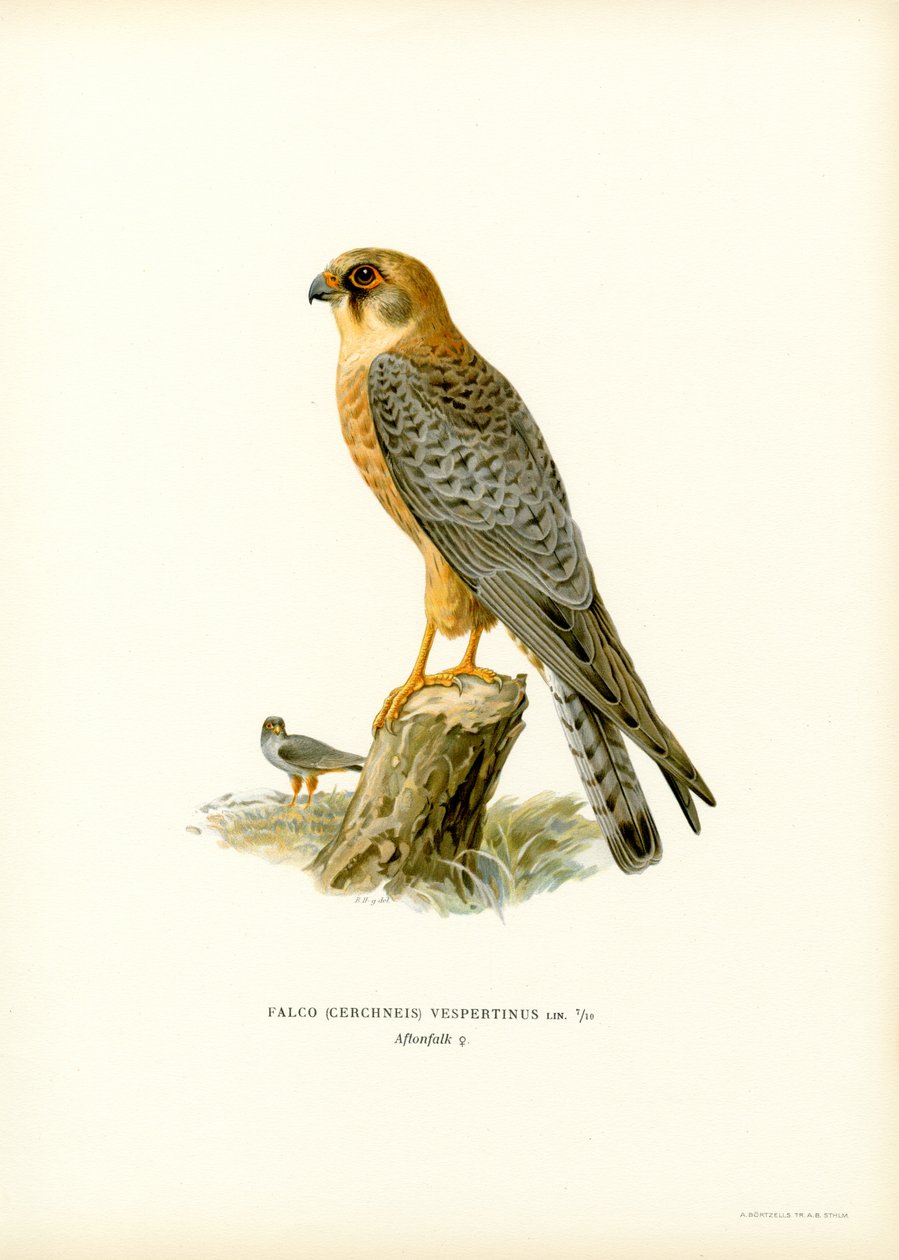 Rødfotfalk (farge litho) av Magnus Ferdinand and Wilhelm von Wright
