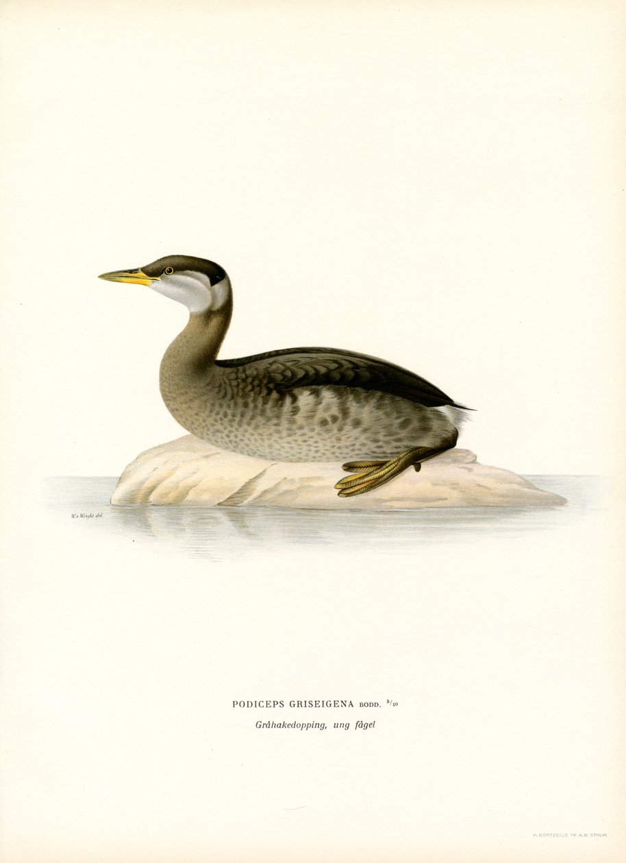 Rødhalset lappedykker (farge litho) av Magnus Ferdinand and Wilhelm von Wright