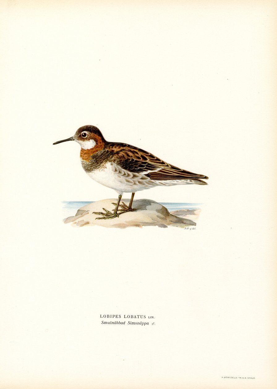 Rødhalset Phalarope (farge litho) av Magnus Ferdinand and Wilhelm von Wright