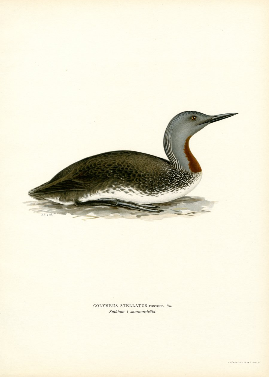 Rødstrupedykker (farge litho) av Magnus Ferdinand and Wilhelm von Wright