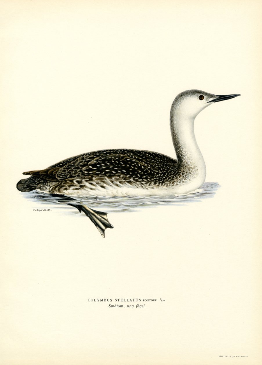 Rødstrupedykker (farge litho) av Magnus Ferdinand and Wilhelm von Wright