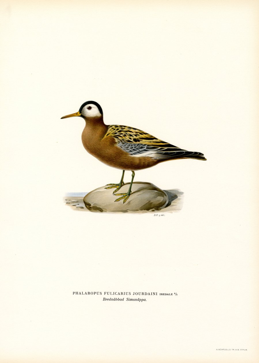 Rød Phalarope (farge litho) av Magnus Ferdinand and Wilhelm von Wright