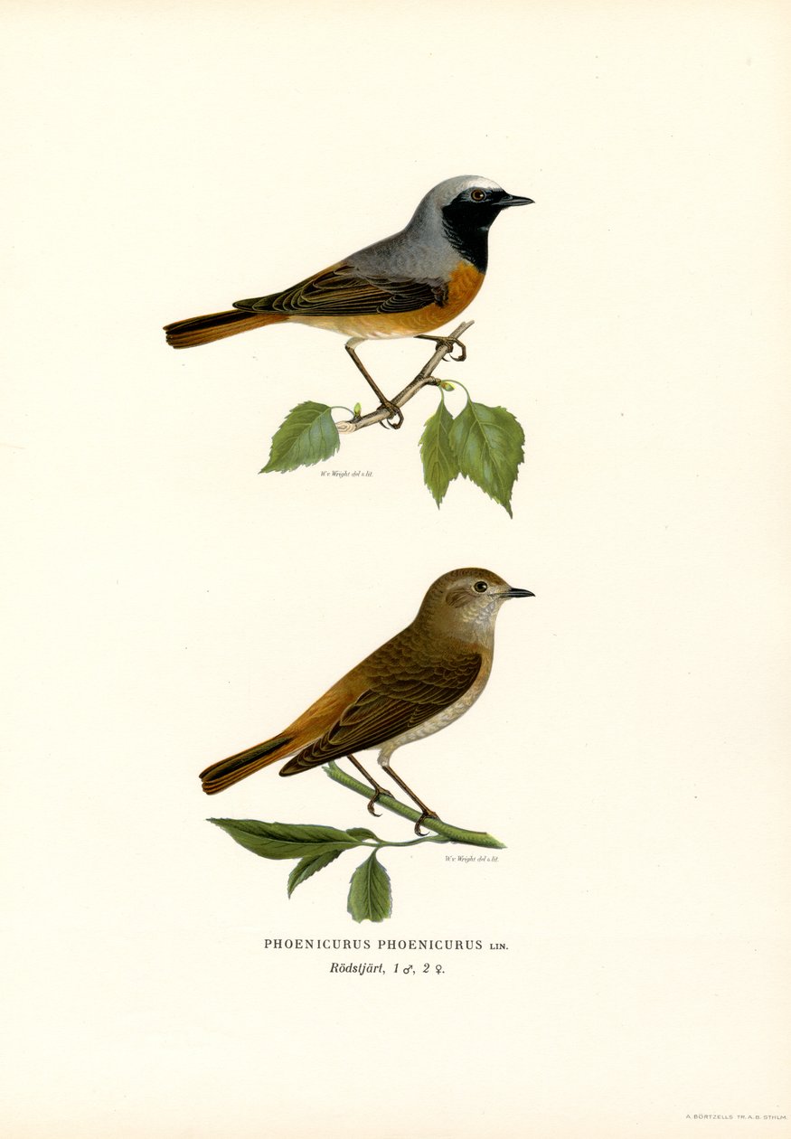 Rødstart (farge litho) av Magnus Ferdinand and Wilhelm von Wright