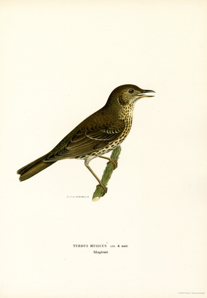 Rødvinge (farge litho) av Magnus Ferdinand and Wilhelm von Wright