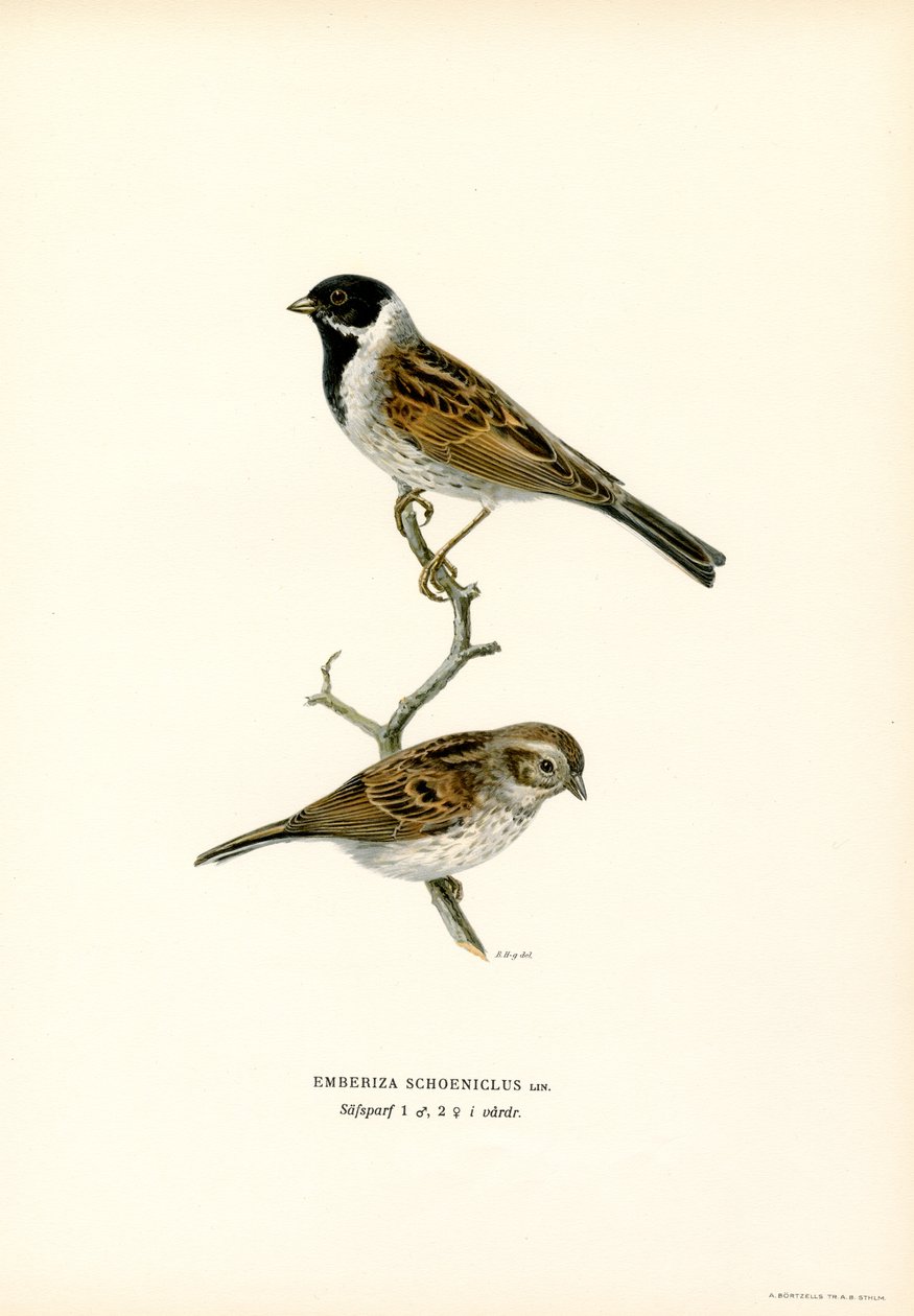 Sivspurv (farge litho) av Magnus Ferdinand and Wilhelm von Wright