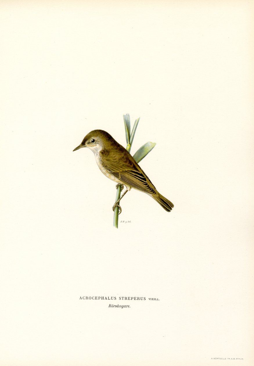 Reed Warbler (farge litho) av Magnus Ferdinand and Wilhelm von Wright