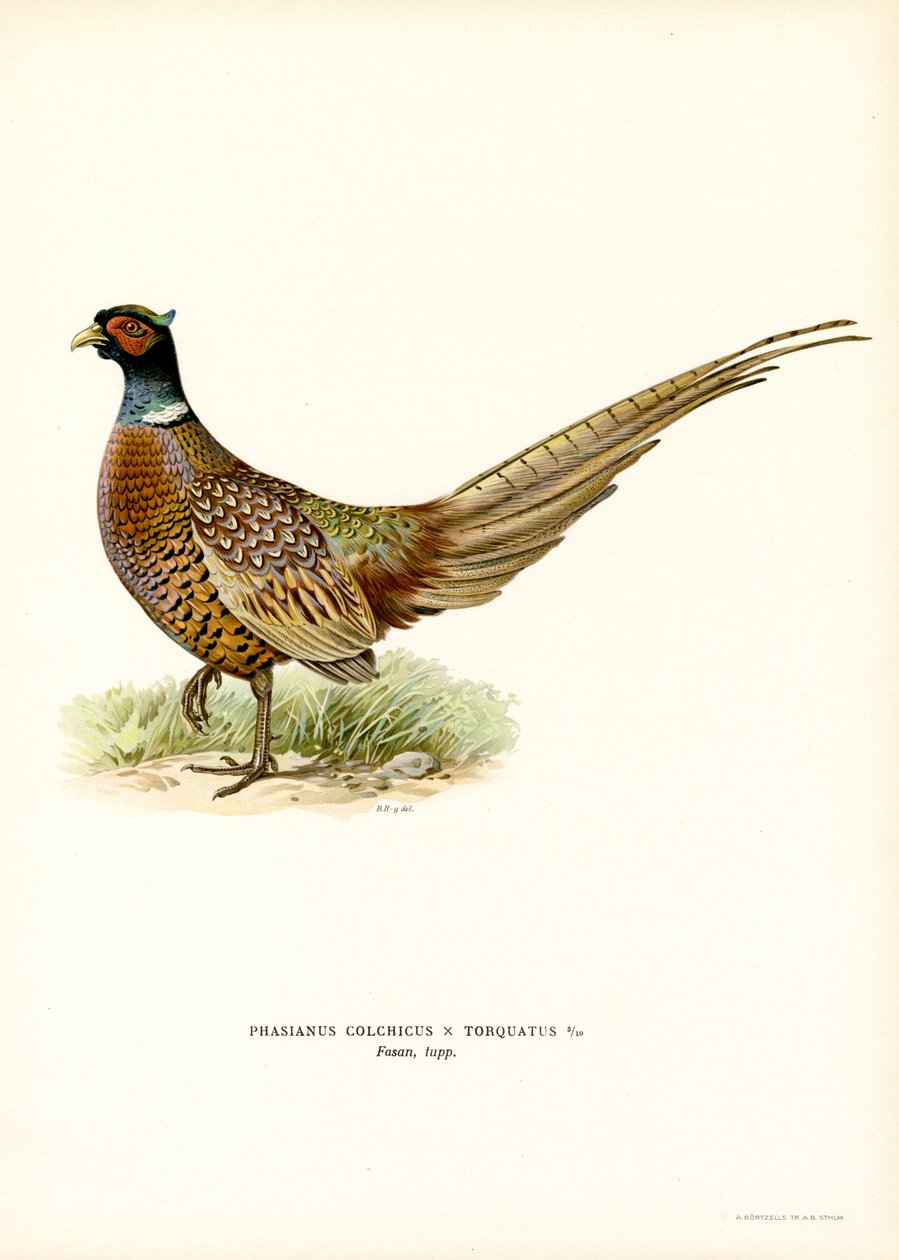 Ringhalsfasan (farge litho) av Magnus Ferdinand and Wilhelm von Wright