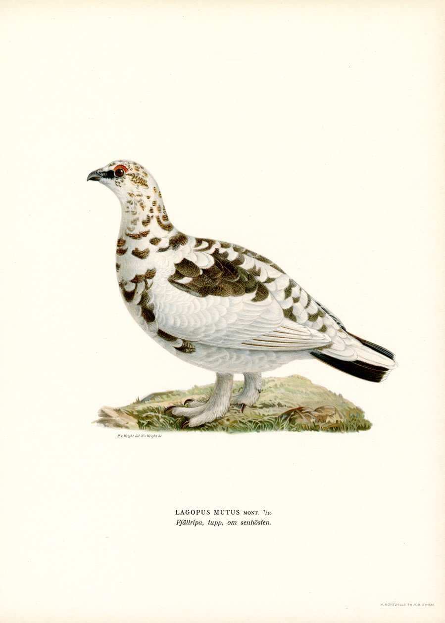 Steinrype (litho i farge) av Magnus Ferdinand and Wilhelm von Wright