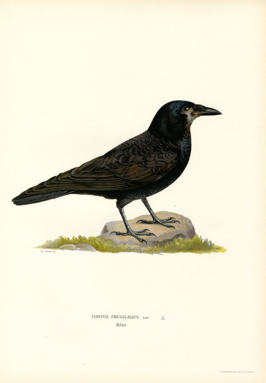 Rook (farge litho) av Magnus Ferdinand and Wilhelm von Wright