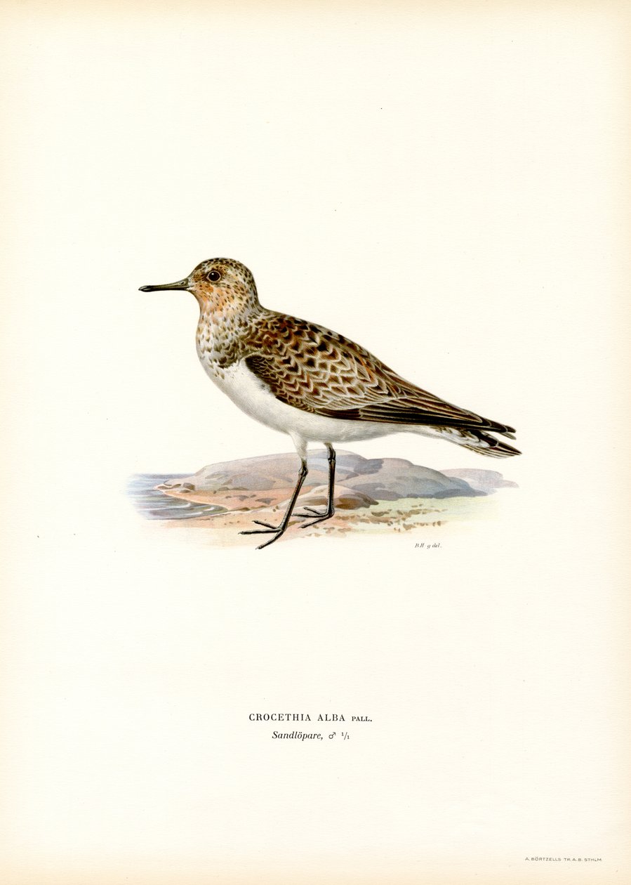 Sanderling (farge litho) av Magnus Ferdinand and Wilhelm von Wright