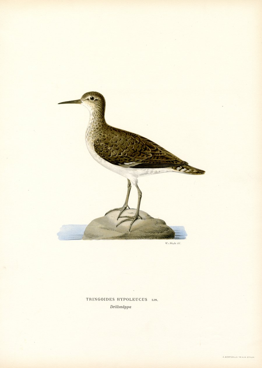 Sandpiper (farge litho) av Magnus Ferdinand and Wilhelm von Wright