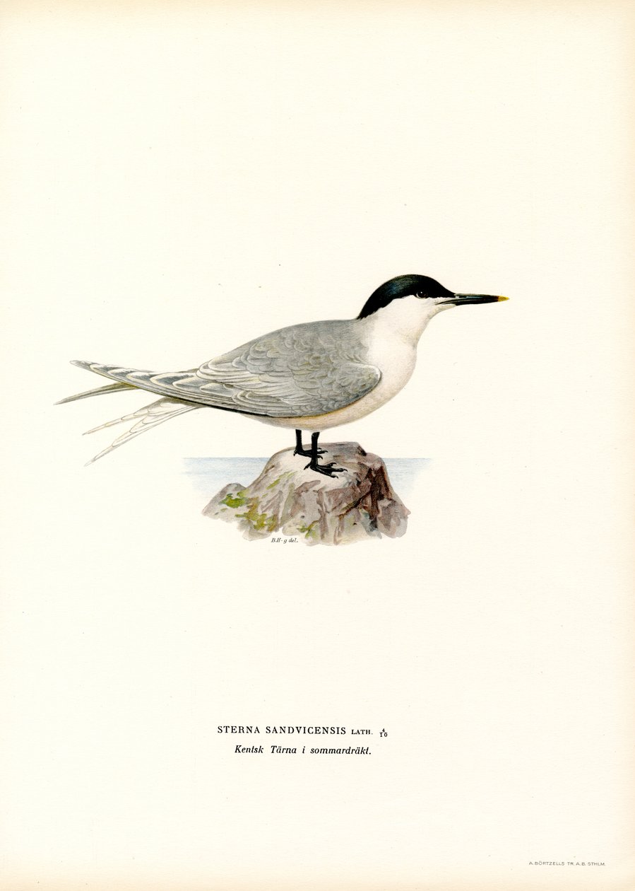 Sandwich tern (farge litho) av Magnus Ferdinand and Wilhelm von Wright