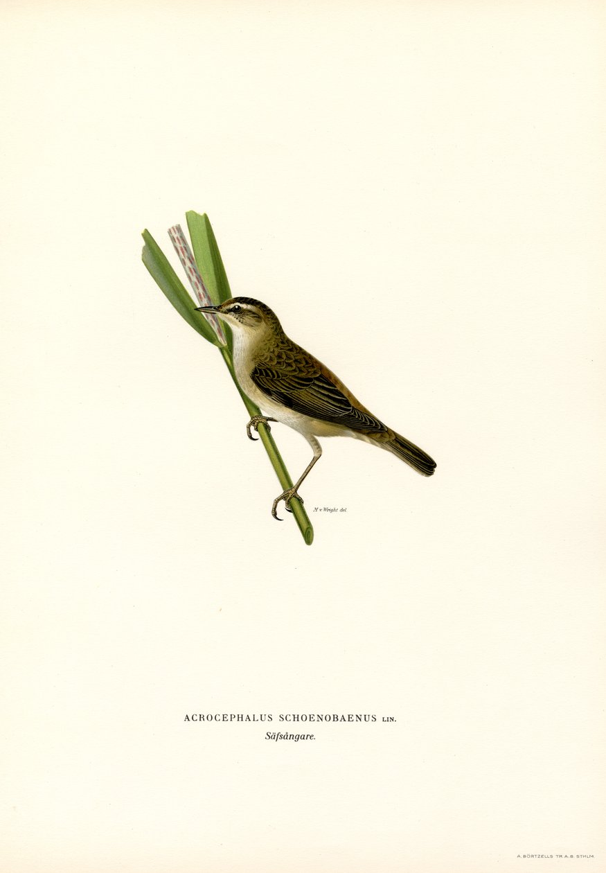 Sedge Warbler (farge litho) av Magnus Ferdinand and Wilhelm von Wright