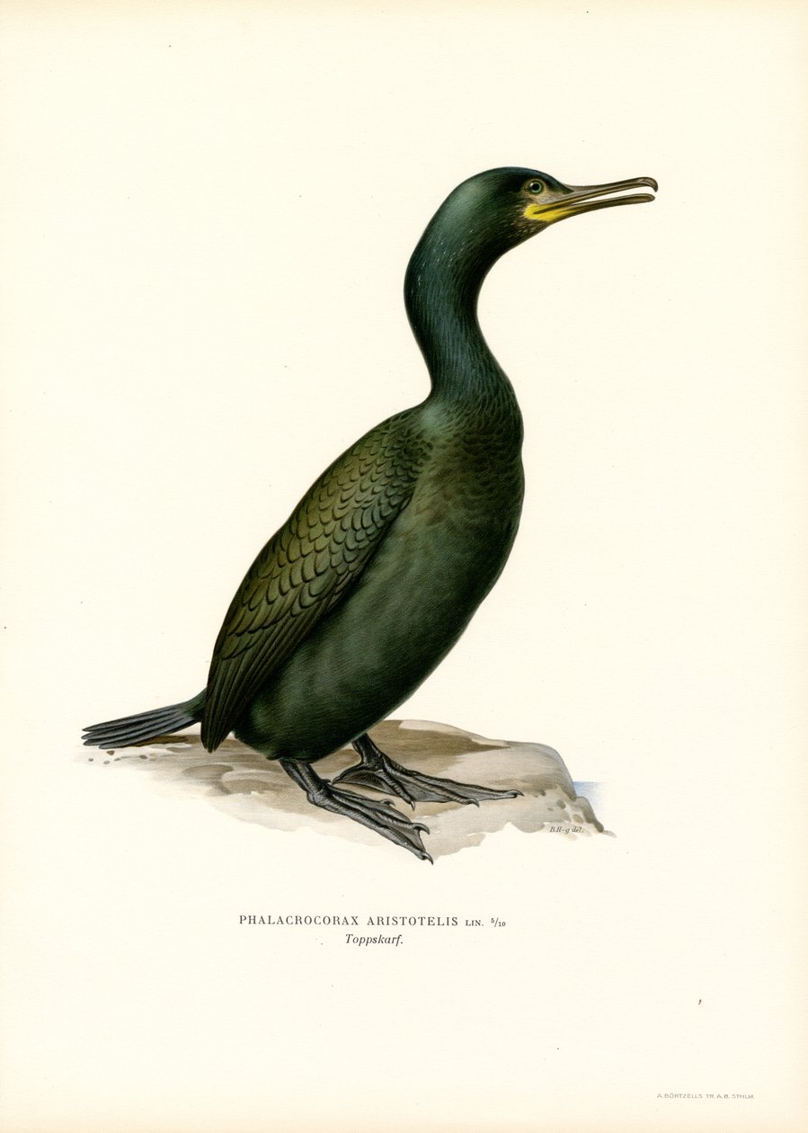 Shag (farge litho) av Magnus Ferdinand and Wilhelm von Wright