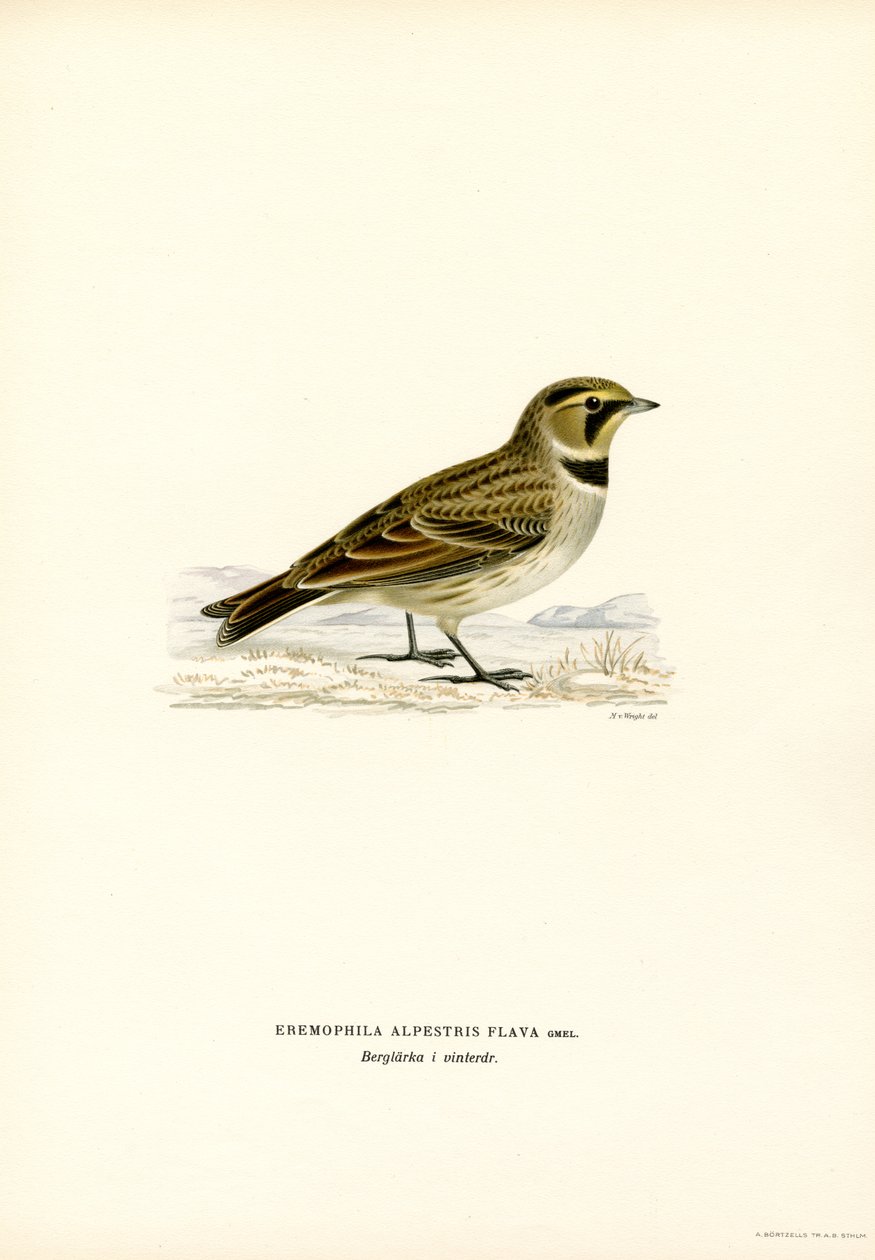 Shore Lark (farge litho) av Magnus Ferdinand and Wilhelm von Wright
