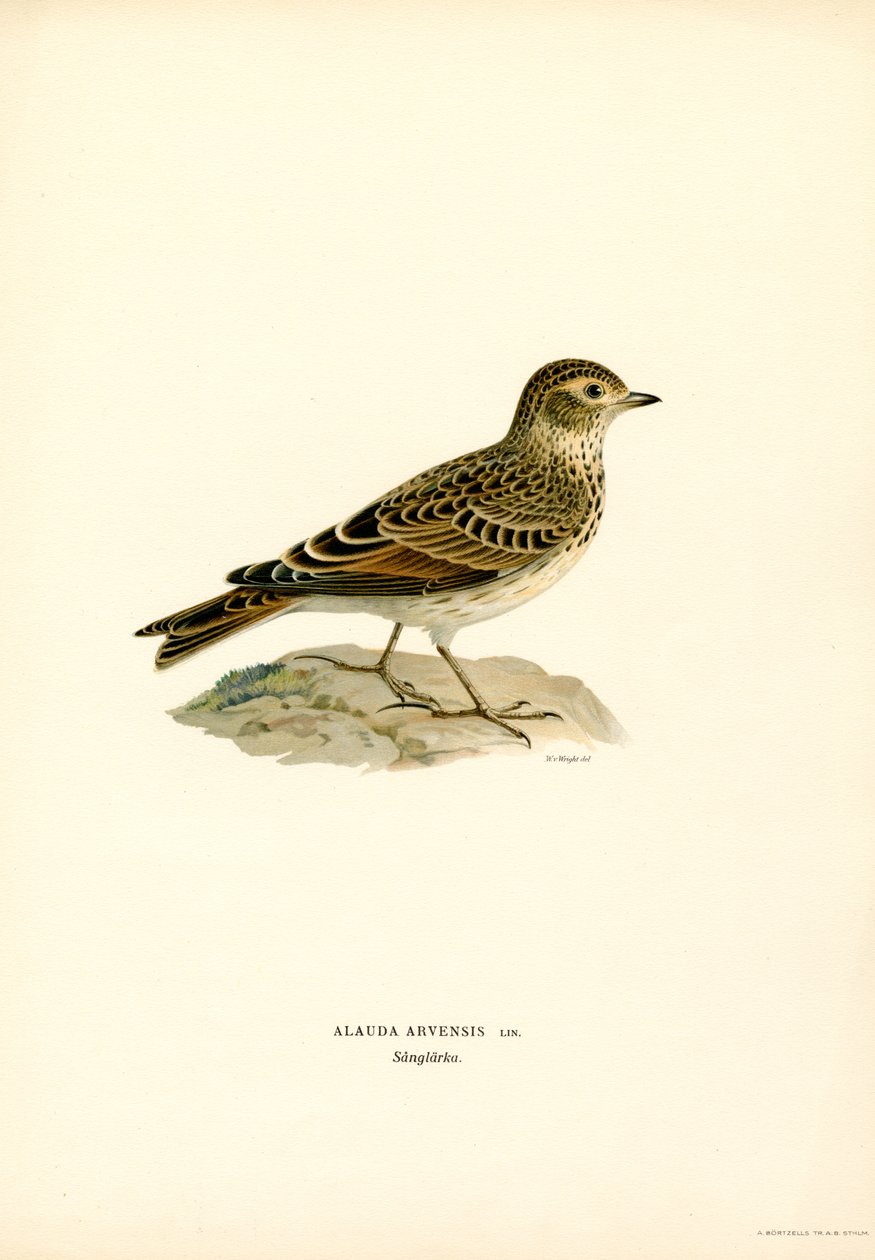 Skylark (farge litho) av Magnus Ferdinand and Wilhelm von Wright