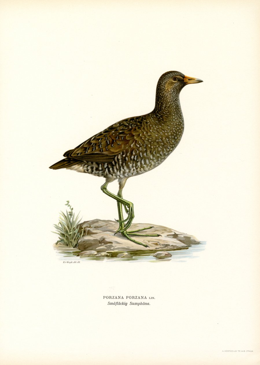 Spotted Crake (farge litho) av Magnus Ferdinand and Wilhelm von Wright