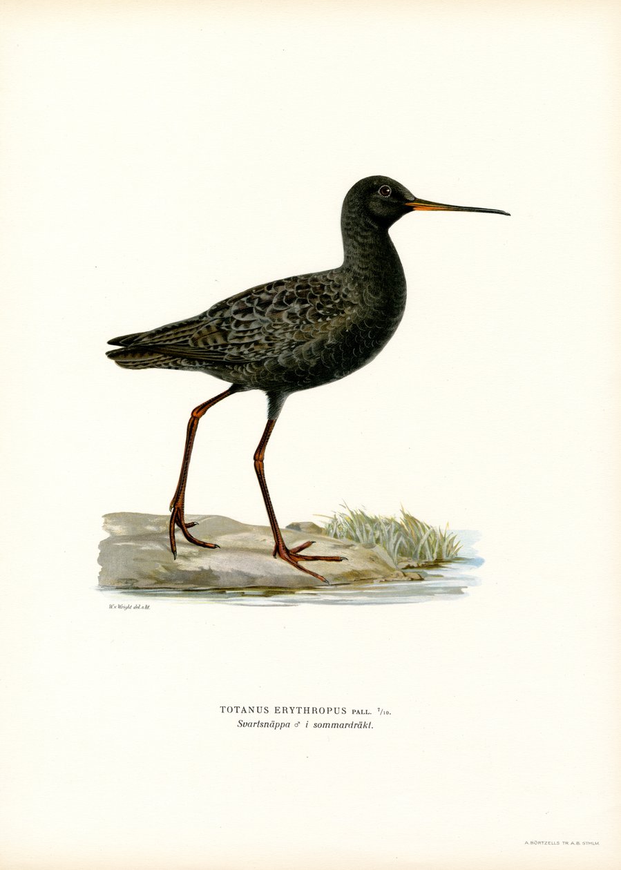 Spotted Redshank (farge litho) av Magnus Ferdinand and Wilhelm von Wright