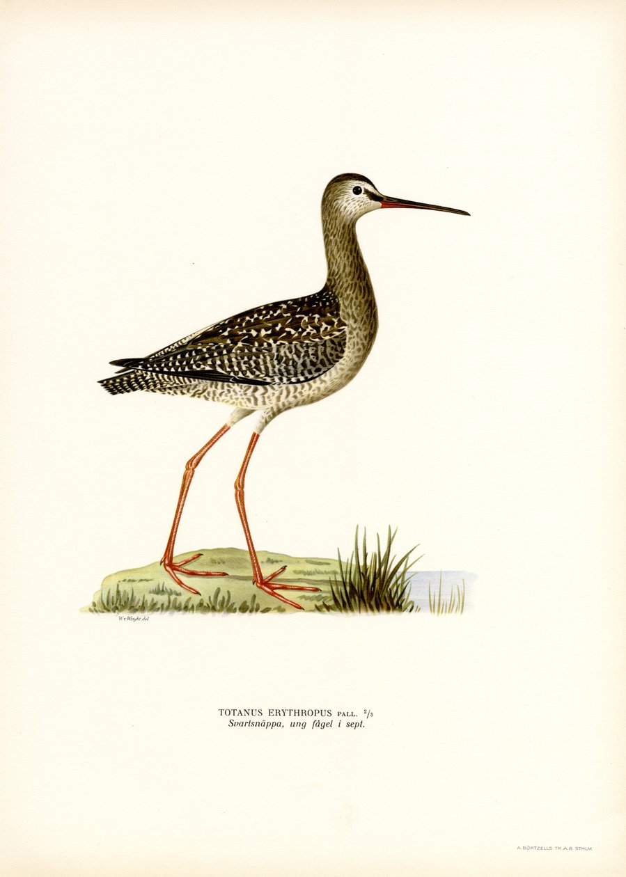 Spotted Redshank (farge litho) av Magnus Ferdinand and Wilhelm von Wright