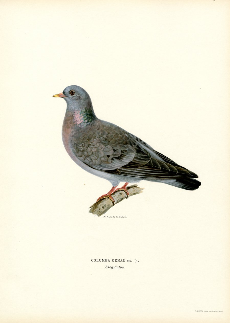 Stock Dove (farge litho) av Magnus Ferdinand and Wilhelm von Wright