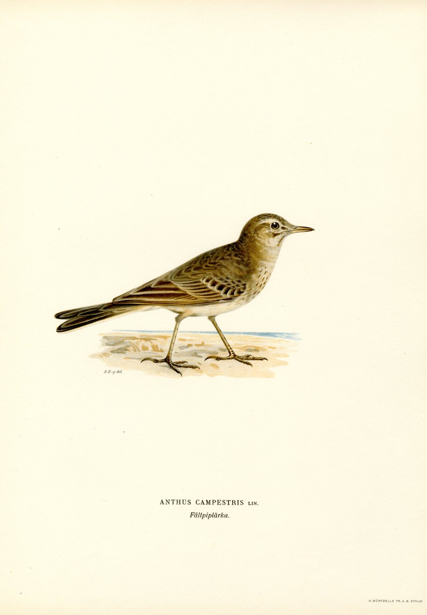 Tawny Pipit (farge litho) av Magnus Ferdinand and Wilhelm von Wright