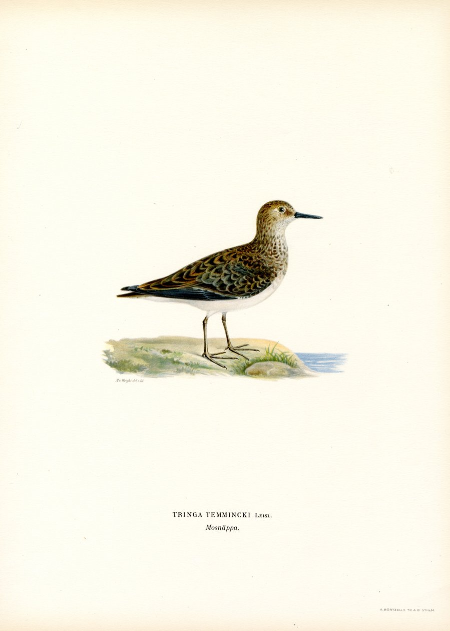 Temmincks Stint (farge litho) av Magnus Ferdinand and Wilhelm von Wright