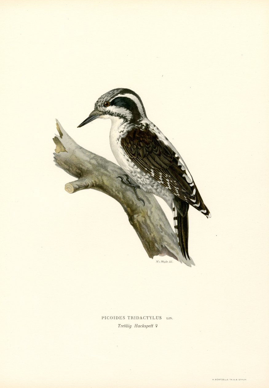 Tretået hakkespett (farge litho) av Magnus Ferdinand and Wilhelm von Wright